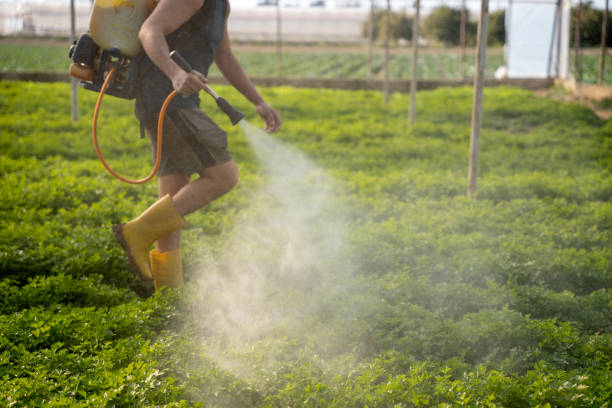 Best Wasp Removal Services  in Lorenz Park, NY