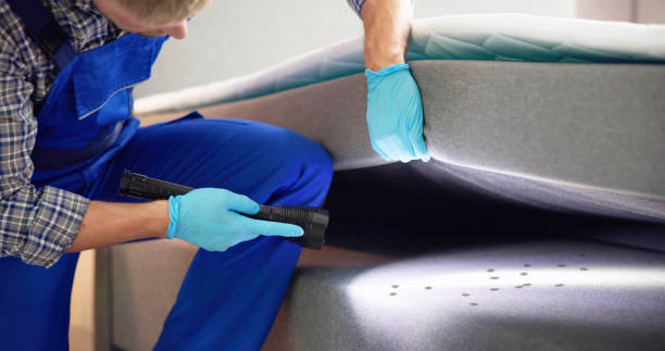 Best Flea Control Services  in Lorenz Park, NY